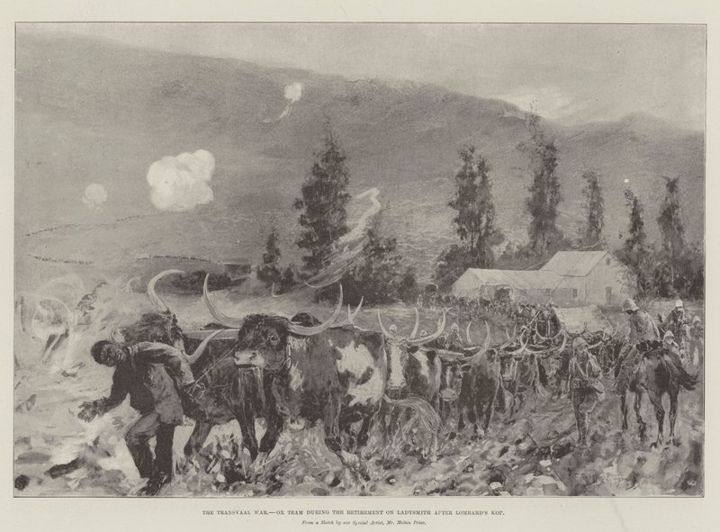 A Transvaal War, Ox Team visszavonulása alatt a Ladysmith-en a Lombard