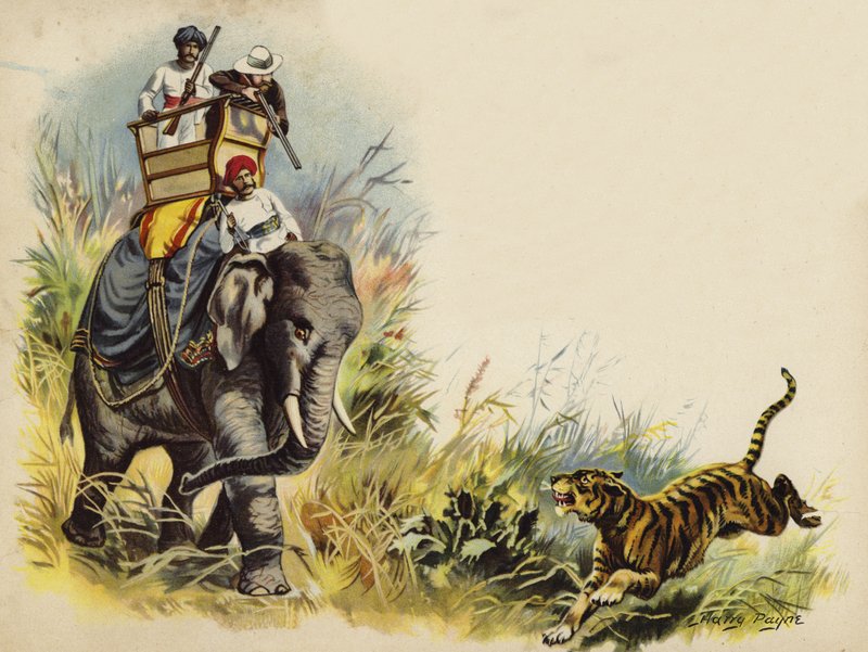 A walesi herceg tigris lövöldözése az indiai királyi körút során, 1905 (chromolitho) alkotó: Henry Payne