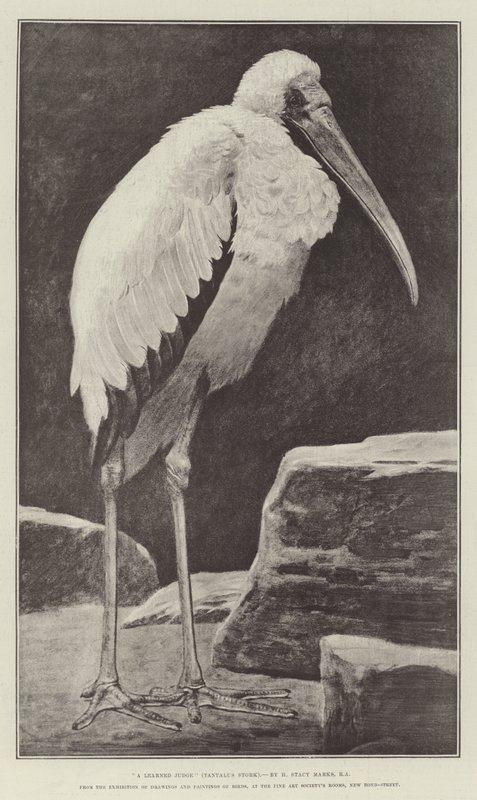 Tanult bíró (Tantalus Stork) a Madárrajzok és festmények kiállításáról, a Képzőművészeti Társaság termeiben, New Bond-Street alkotó: Henry Stacey Marks