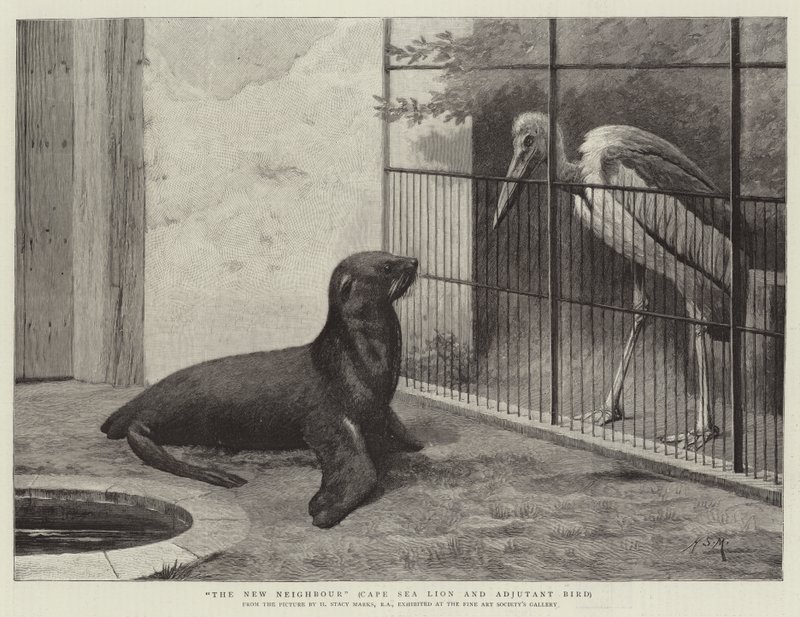 Az új szomszéd, Cape Lion és Adjutant Bird alkotó: Henry Stacey Marks