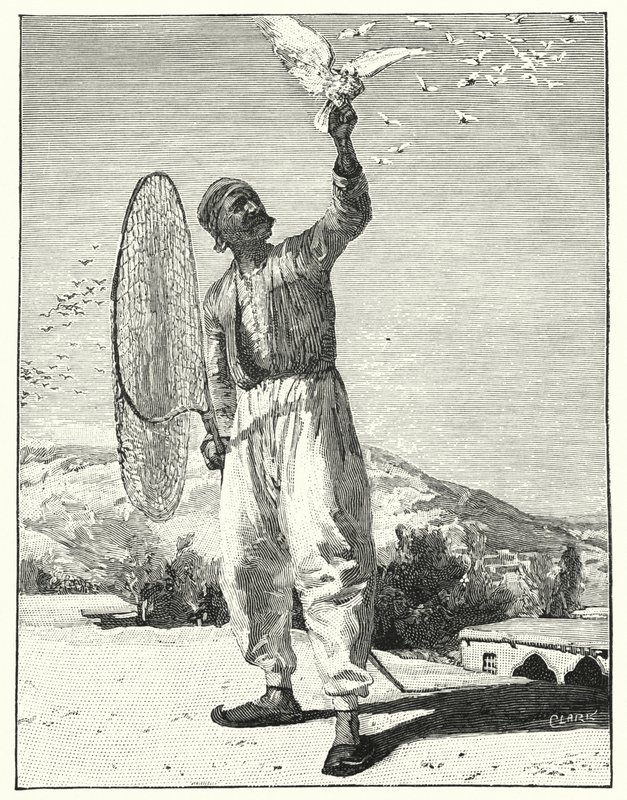 Madarak csapdája a háztetőben keleten (litho) alkotó: Henry Andrew Harper