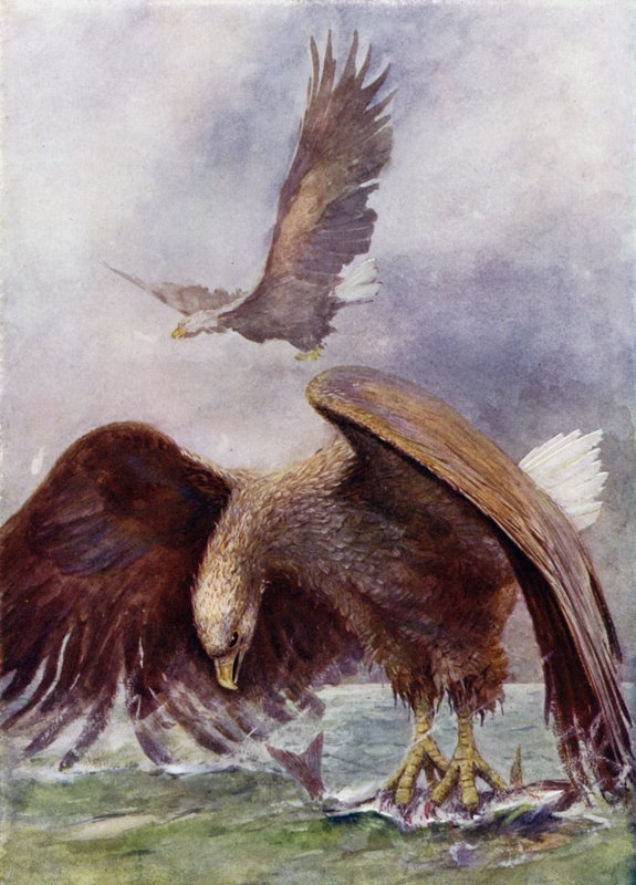 Tengeri sas horgászata alkotó: Henry Charles Seppings Wright