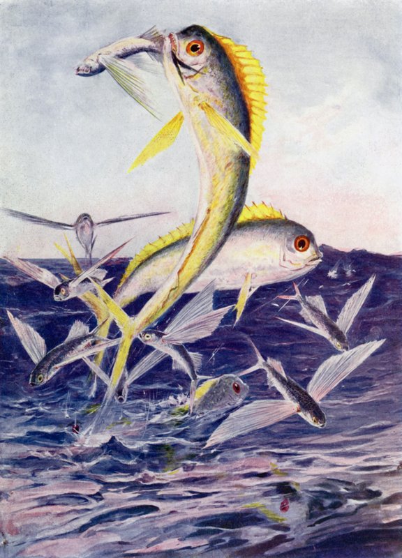 Flying-Fishes Attacked alkotó: Henry Charles Seppings Wright