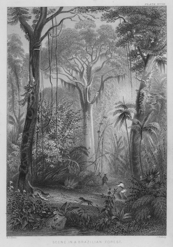 Jelenet a brazil erdőben (színes metszet) alkotó: Henry George (after) Hine