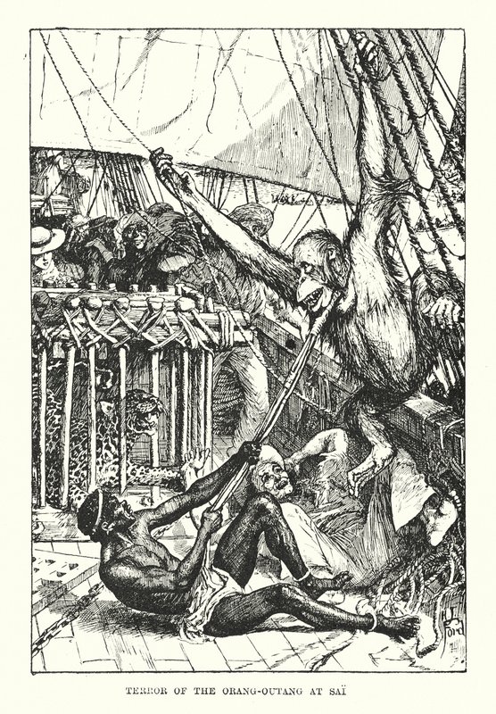 Az orang-outang rémülete Sai-ban (metszet) alkotó: Henry Justice Ford