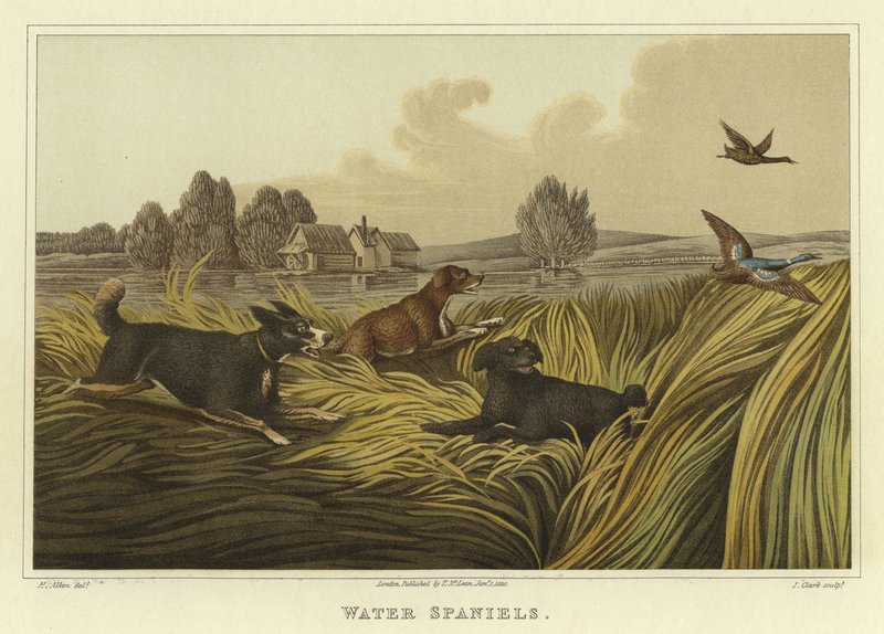 Vízi spánielek (chromolitho) alkotó: Henry Thomas Alken