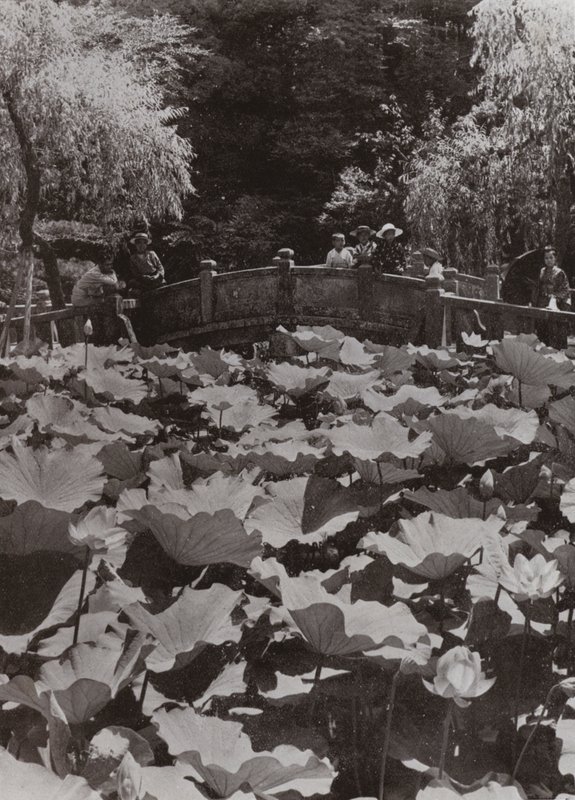 A Lotus-Pond (f/w fotó) alkotó: Herbert Ponting