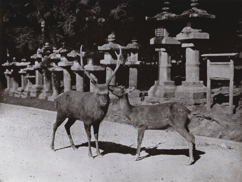 Szarvas, egy tanulmány Narában (f/w fotó) alkotó: Herbert Ponting