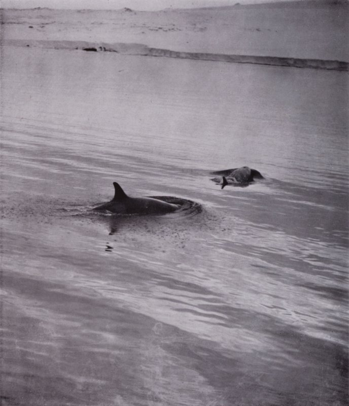 "On all sides killer whales" (b/w photo) alkotó: Herbert Ponting