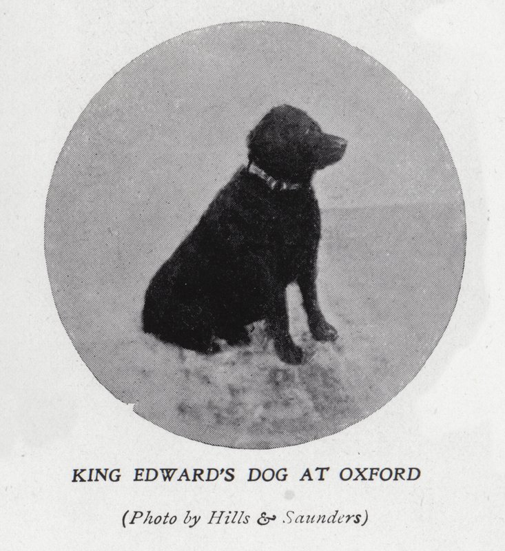 VII. Edward király kutyája az Oxfordi Egyetemen (f/w fotó) alkotó: Hills and Saunders