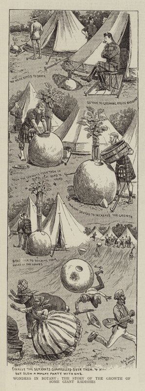 Csodák a botanikában, néhány óriásretek növekedésének története alkotó: Horatio Gordon Robley