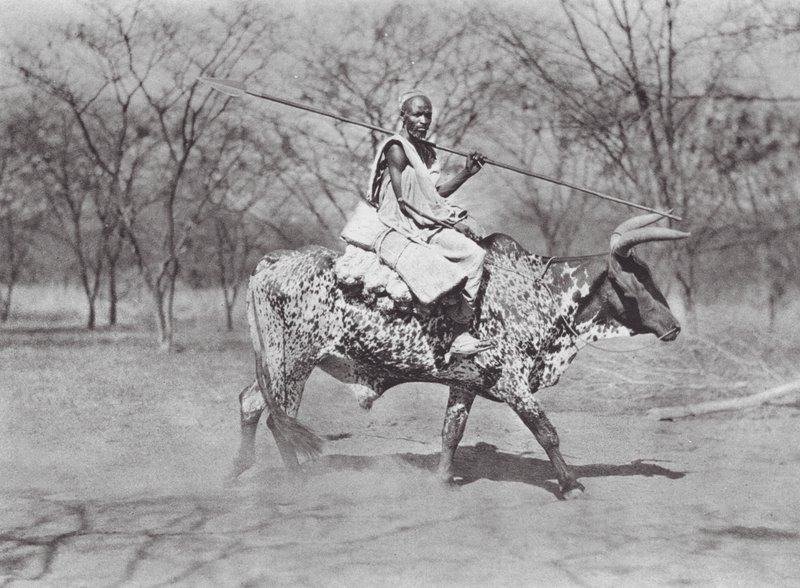 Afrika: Aulad Hamid ökörlovas (fekete-fehér fotó) alkotó: Hugo Adolf Bernatzik