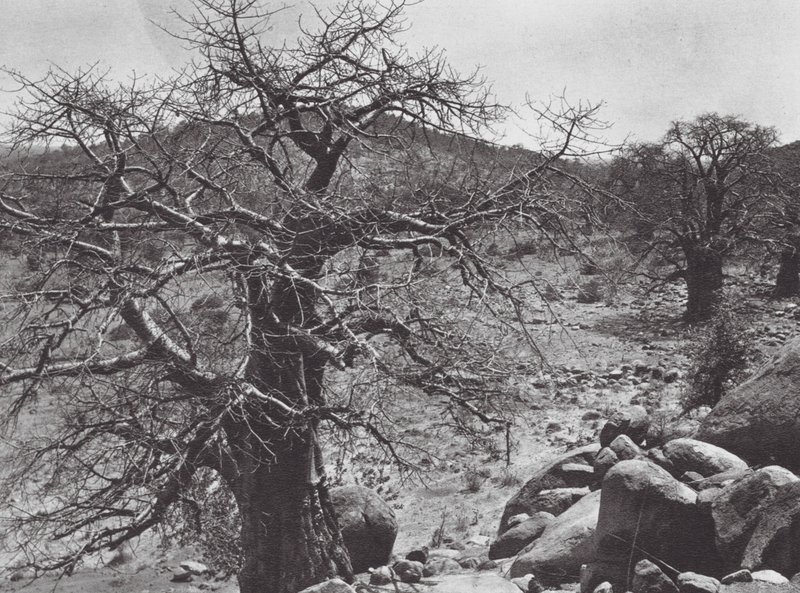 Afrika: Nuba (fekete-fehér fotó). alkotó: Hugo Adolf Bernatzik