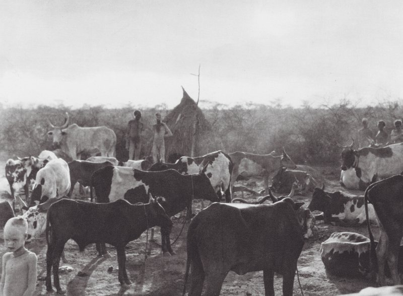 Afrika: Bahr el Zeraf partján (fekete-fehér fotó) alkotó: Hugo Adolf Bernatzik