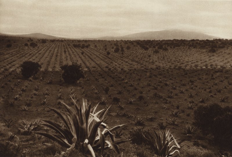 Mexikó: Agavemező Ometusco körül (fekete-fehér fotó) alkotó: Hugo Brehme