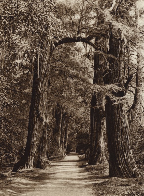 Mexikó: Mejico fővárosa, Chapultepec Park, Alameda de los Filosofos (fekete-fehér fotó) alkotó: Hugo Brehme