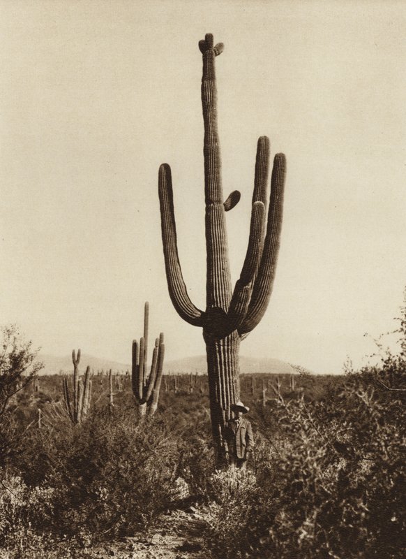 Mexikó: "Cereus giganteus" Magdalena környékén, Sonora államban (fekete-fehér fotó) alkotó: Hugo Brehme