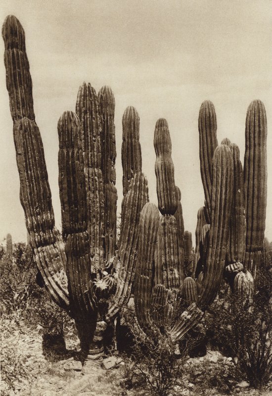 Mexikó: Guaymas, "Cereus Pringlei", Estado Sonora (fekete-fehér fotó) alkotó: Hugo Brehme
