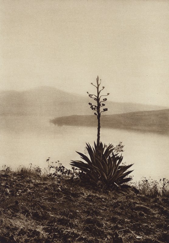 Mexikó: A Chapala-tó partján virágzó agavék (fekete-fehér fotó) alkotó: Hugo Brehme