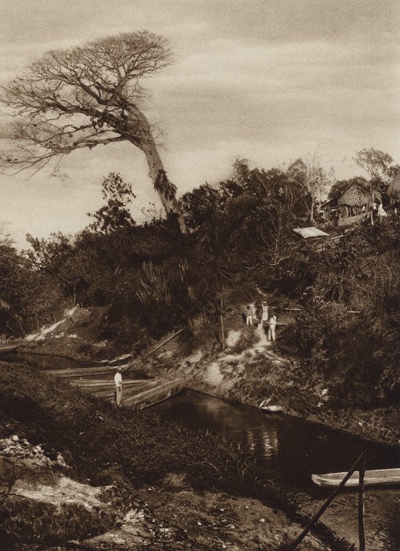 Mexikó: Panoráma a folyóról Ceiba fával, Vera Cruz állam (fekete-fehér fénykép) alkotó: Hugo Brehme