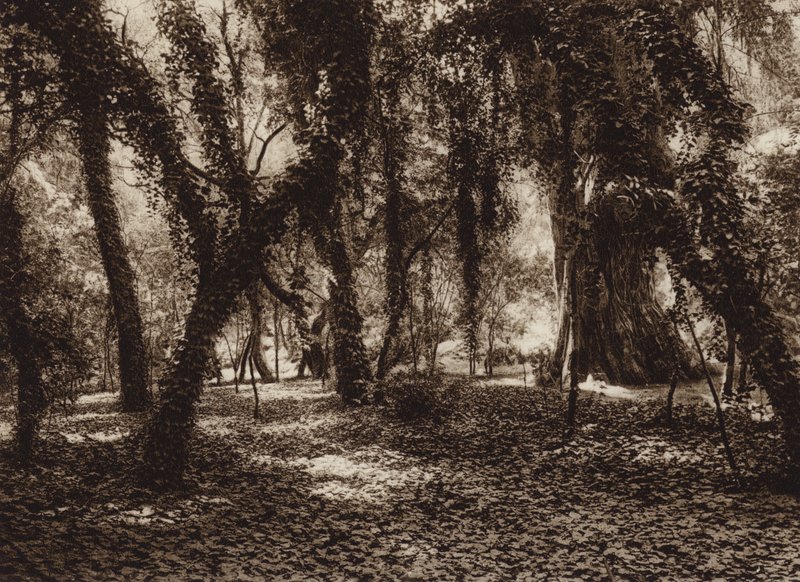 Mexikó: Idilli hely a Chapultepec parkban (fekete-fehér fotó) alkotó: Hugo Brehme