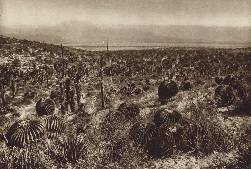 Mexikó: Sierra de Tehuacan, Az elülső részen "Echinocactus grandis" (fekete-fehér fénykép) alkotó: Hugo Brehme