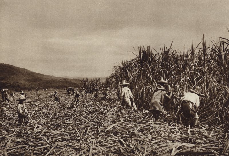 Mexikó: Tamasopo, Cukornád betakarítása (fekete-fehér fotó) alkotó: Hugo Brehme
