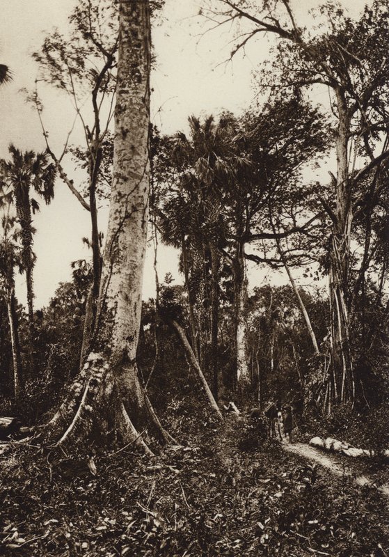 Mexikó: Tamasopo, őserdei panoráma (fekete-fehér fotó) alkotó: Hugo Brehme