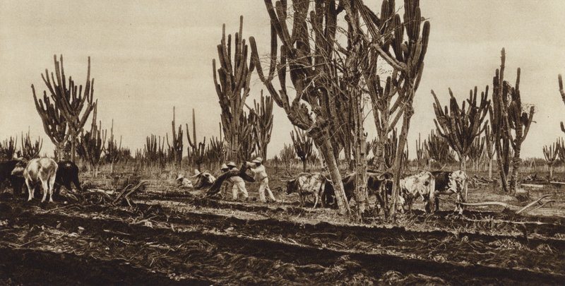 Mexikó: terepmunka, Sinaloa állam (fekete-fehér fotó) alkotó: Hugo Brehme