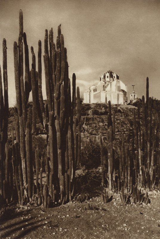 Mexikó: Cereus bavosus (fekete-fehér fotó) alkotó: Hugo Brehme