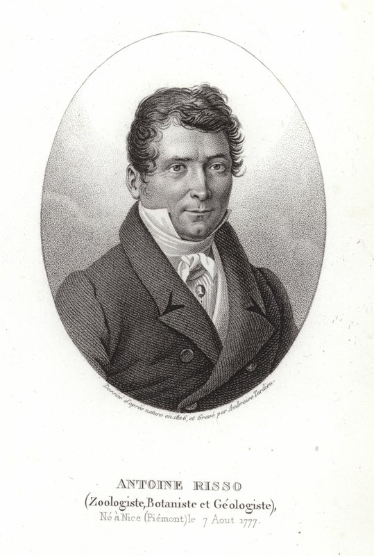 Antoine Risso alkotó: Italian School