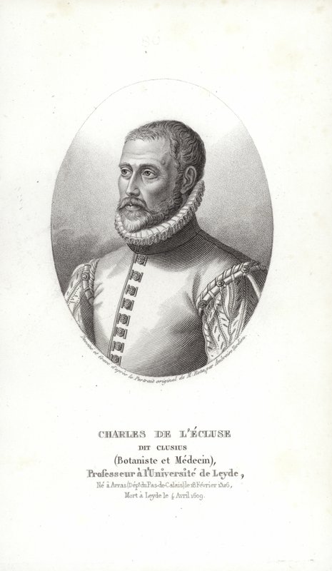 Carolus Clusius alkotó: Italian School