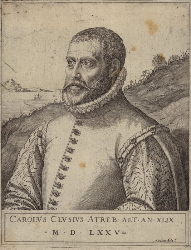 Carolus Clusius portréja alkotó: Italian School