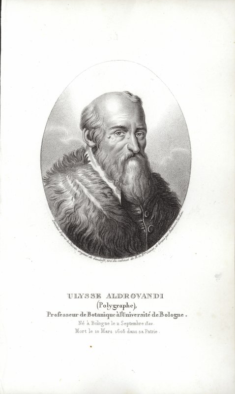 Ulisse Aldrovandi alkotó: Italian School