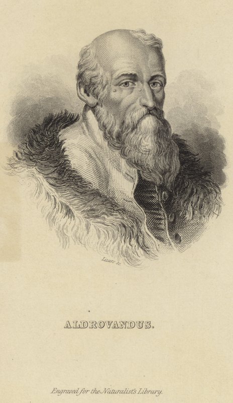 Ulisse Aldrovandi alkotó: Italian School