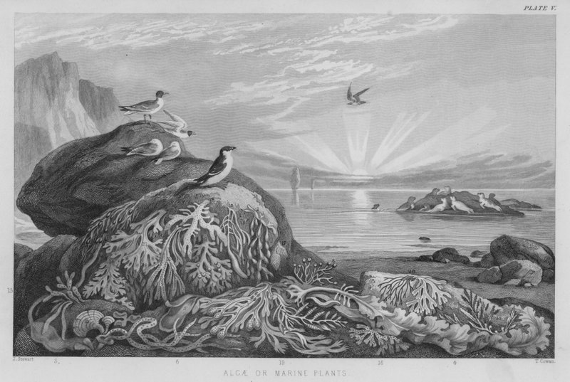Algák vagy tengeri növények (színes gravírozás) alkotó: J. (after) Stewart