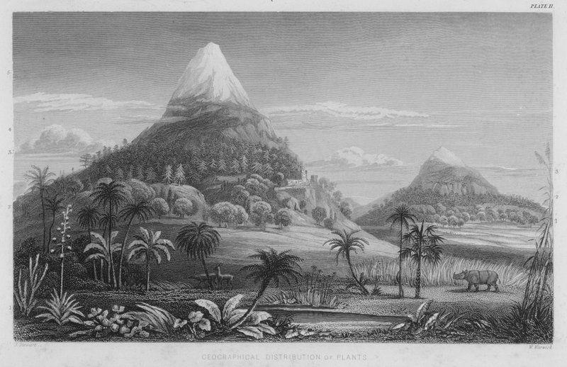 A növények földrajzi megoszlása (színes metszet) alkotó: J. (after) Stewart