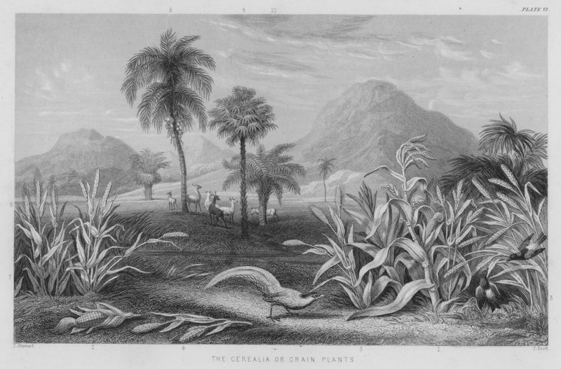 Cerealia vagy gabonanövények (színes metszet) alkotó: J. (after) Stewart