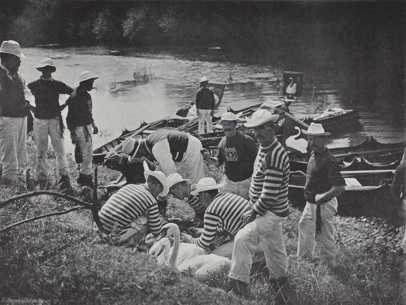 Swan upping on the Thames, Nicking vagy Marking alkotó: J. Benjamin Stone