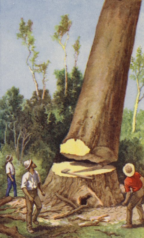 kauri fenyő kivágása (színes litó) alkotó: J. Macfarlane