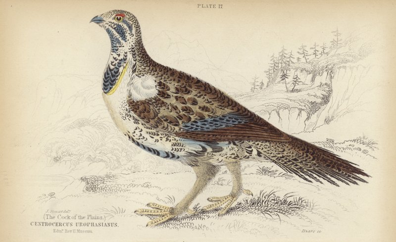 Centrocercus Urophasianus alkotó: J. Stewart