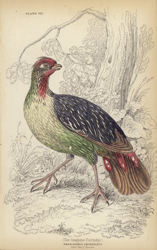 A szangvinikus patridge alkotó: J. Stewart