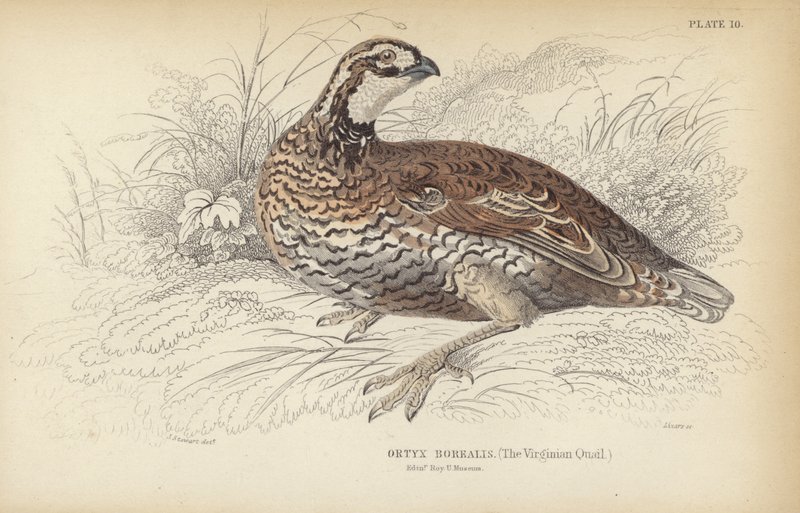 A virginiai fürj alkotó: J. Stewart