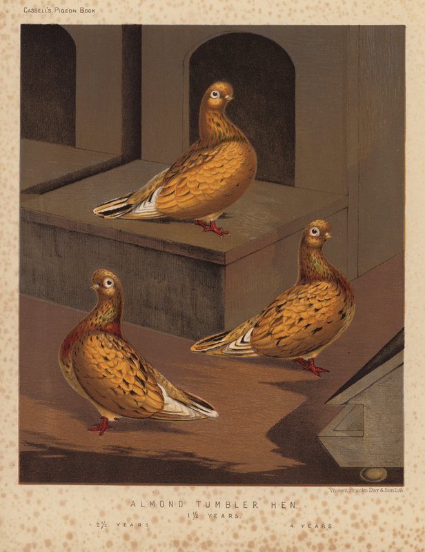 Galambok: Mandulapohártyúk alkotó: J. W. (after) Ludlow