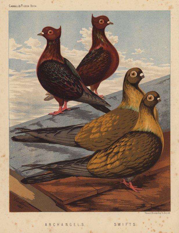 Galambok: Arkangyalok; Swifts (színes litó) alkotó: J. W. (after) Ludlow