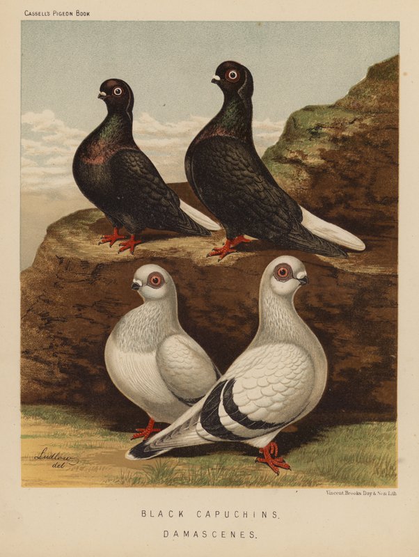 Galambok: Fekete kapucinusok; Damaszkén (színes litó) alkotó: J. W. (after) Ludlow