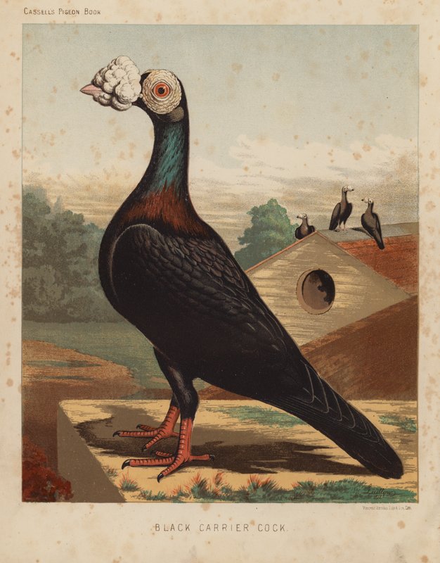 Galambok: Black Carrier Cock (színes litho) alkotó: J. W. (after) Ludlow