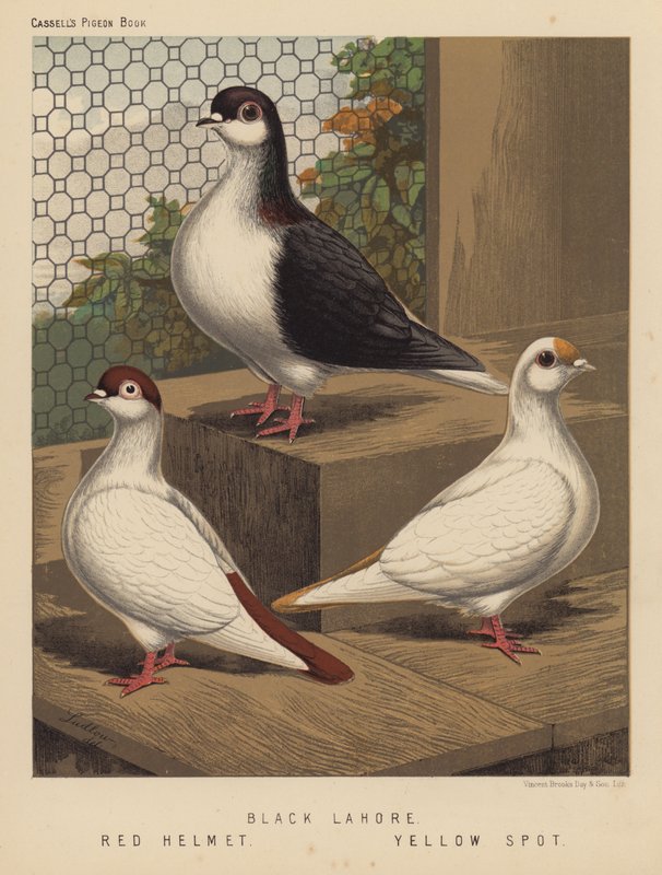 Galambok: Fekete Lahore; Vörös sisak; Sárga folt (színes litó) alkotó: J. W. (after) Ludlow