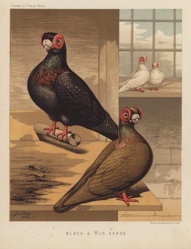 Galambok: Black and Dun Barbs (színes litho) alkotó: J. W. (after) Ludlow