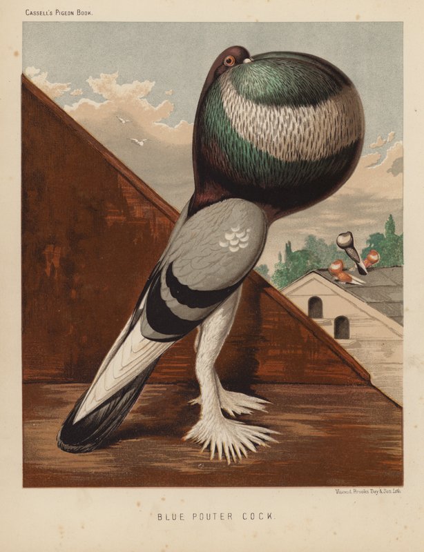 Galambok: Blue Pouter Cock (színes litho) alkotó: J. W. (after) Ludlow